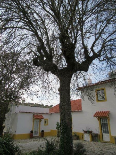 Quintal Do Freixo - Country House Собрал-ди-Монти-Аграсу Экстерьер фото